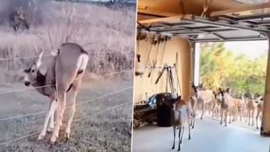 Deer Shows Up With Entire Herd At Man’s Doorstep Who Rescued It From Metal Wire, Heartwarming Video Surfaces Online